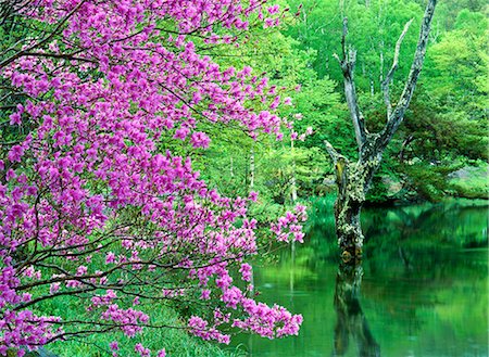 placid lake - Nagano Prefecture, Japan Stock Photo - Rights-Managed, Code: 859-07442094