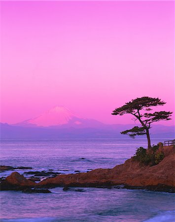 pine - Mount Fuji, Japan Stock Photo - Rights-Managed, Code: 859-07442130