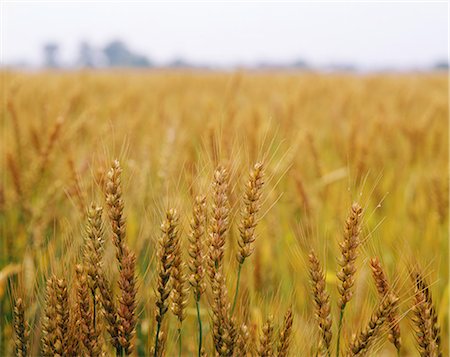 field close up - Saitama Prefecture, Japan Stock Photo - Rights-Managed, Code: 859-07442155