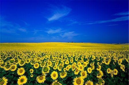 Flower field Stock Photo - Rights-Managed, Code: 859-07442204