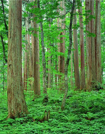 summer landscape woods - Akita Prefecture, Japan Stock Photo - Rights-Managed, Code: 859-07442201