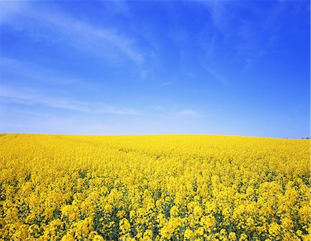 Flower field Photographie de stock - Rights-Managed, Code: 859-07442246