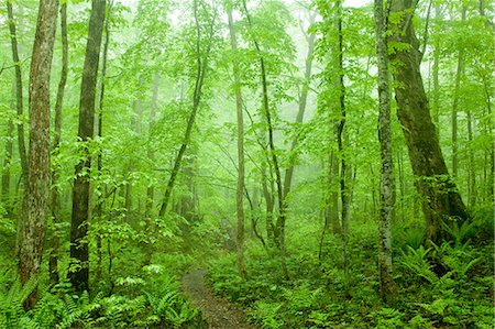 foliage in forest - Aomori Prefecture, Japan Stock Photo - Rights-Managed, Code: 859-07442258