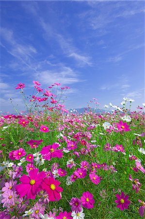 Flower field Stock Photo - Rights-Managed, Code: 859-07442281