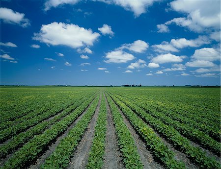 dirt horizon - America Stock Photo - Rights-Managed, Code: 859-07442295