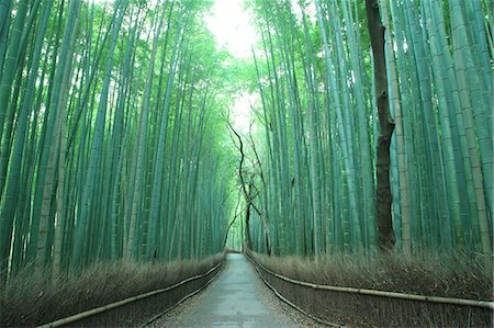 sagano - Kyoto, Japan Foto de stock - Direito Controlado, Número: 859-07442356