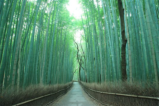 Kyoto, Japan Foto de stock - Derechos protegidos Premium, Artista: Aflo Relax, Código de la imagen: 859-07442356