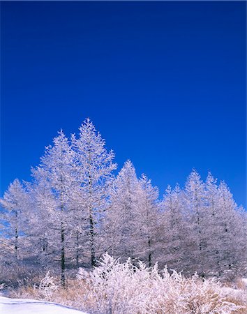 Nagano Prefecture, Japan Stock Photo - Rights-Managed, Code: 859-07442369