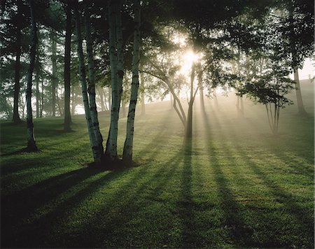 summer light - Nagano Prefecture, Japan Stock Photo - Rights-Managed, Code: 859-07442402