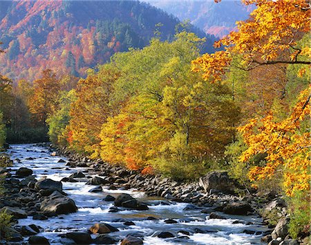 Autumn leaves and water stream,  Fukushima Prefecture Photographie de stock - Rights-Managed, Code: 859-07495099