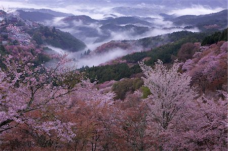 flor de cerezo - Cherry blossoms Foto de stock - Con derechos protegidos, Código: 859-07495101
