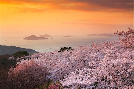 Cherry Trees in Bloom on Shiundeyama, Seto Inland Sea and Sunset, Japan Stock Photo - Rights-Managed, Code: 859-07495157