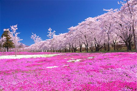 Cherry trees Stock Photo - Rights-Managed, Code: 859-07495228