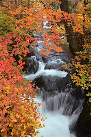 Autumn leaves and water stream Foto de stock - Con derechos protegidos, Código: 859-07495221