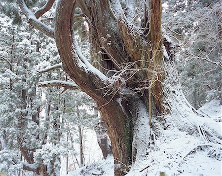 forest old trees - Kyoto, Japan Stock Photo - Rights-Managed, Code: 859-07495247