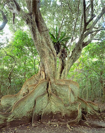 simsearch:622-06549006,k - Okinawa, Japan Stock Photo - Rights-Managed, Code: 859-07495455