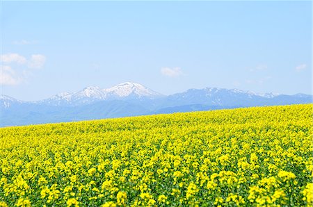 spring of hokkaido - Flower field Stock Photo - Rights-Managed, Code: 859-07495467