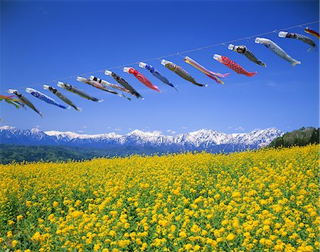 Flying carps and rapeseed field Stock Photo - Rights-Managed, Code: 859-07495498