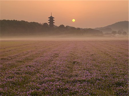 field of orange flowers - Okayama, Japan Foto de stock - Con derechos protegidos, Código: 859-07495557