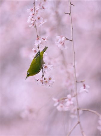 simsearch:622-07760620,k - Japanese White Eye Photographie de stock - Rights-Managed, Code: 859-07566163