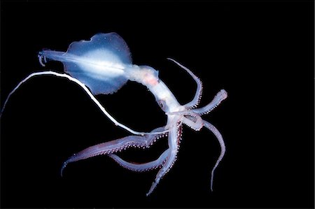 squid - Chiroteuthis Imperator Photographie de stock - Rights-Managed, Code: 859-07566174