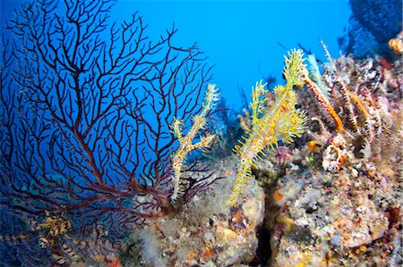 Ghost Pipefish Stock Photo - Rights-Managed, Code: 859-07566175