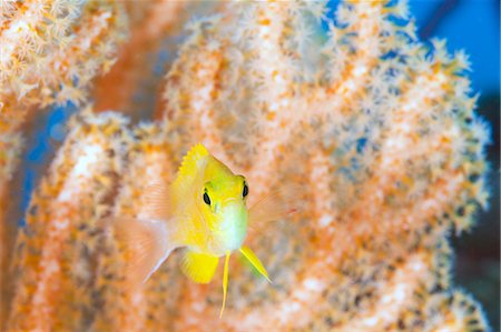 simsearch:859-07149893,k - Coral Reef Photographie de stock - Rights-Managed, Code: 859-07566178