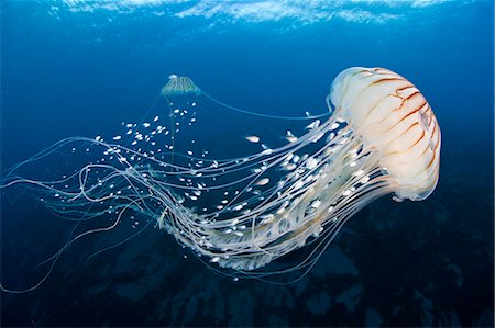 simsearch:859-07150269,k - Brown Jellyfish Photographie de stock - Rights-Managed, Code: 859-07566179