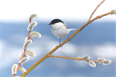 sauce - Marsh Tit Foto de stock - Con derechos protegidos, Código: 859-07566189