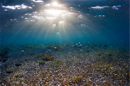 Fish Herd Stock Photo - Rights-Managed, Code: 859-07566180