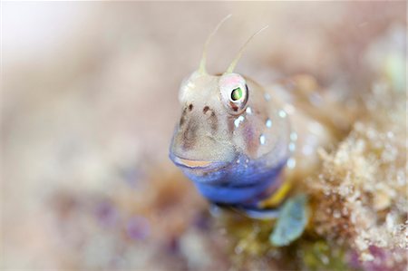 simsearch:859-07961775,k - Rhabdoblennius Nitidus Fotografie stock - Rights-Managed, Codice: 859-07566183