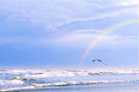 flying birds - Bird Flying By The Sea Stock Photo - Rights-Managed, Code: 859-07566192