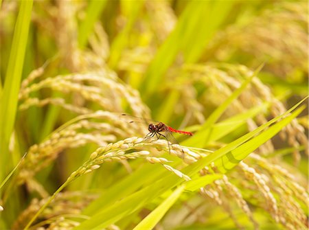 rice ear - Dragonfly Photographie de stock - Rights-Managed, Code: 859-07566193