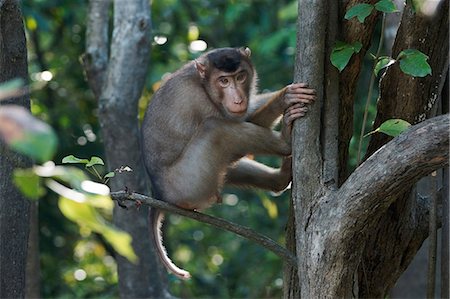 rain forest green animal - Monkey Stock Photo - Rights-Managed, Code: 859-07566207