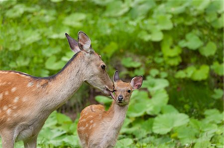 shiretoko national park - Deer Stock Photo - Rights-Managed, Code: 859-07566201