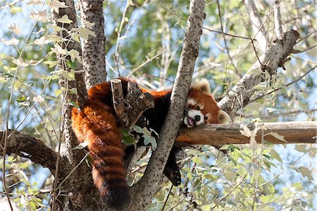 red pandas - Red Panda Stock Photo - Rights-Managed, Code: 859-07566202