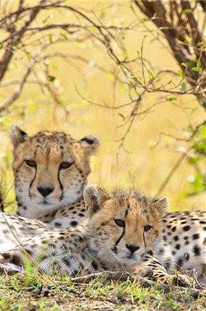 simsearch:859-07566245,k - Cheetah Stockbilder - Lizenzpflichtiges, Bildnummer: 859-07566217