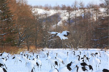 Red-Crowned Cranes Photographie de stock - Rights-Managed, Code: 859-07566227