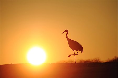 silhouette one bird flying - Crane Stock Photo - Rights-Managed, Code: 859-07566221