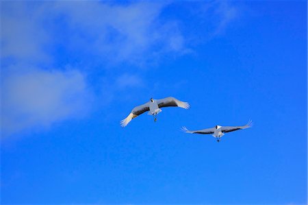 flying japanese crane - Birds Flying Stock Photo - Rights-Managed, Code: 859-07566230