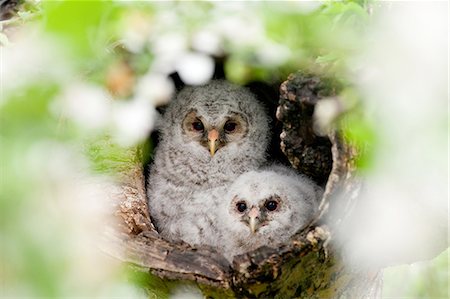 Owls Fotografie stock - Rights-Managed, Codice: 859-07566232