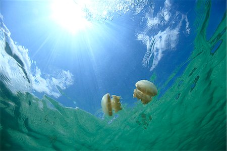 Jellyfish Stock Photo - Rights-Managed, Code: 859-07566247