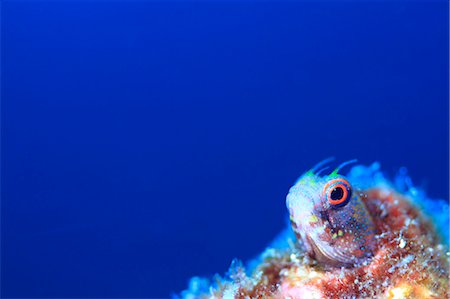 small island in the ocean - Coral Reef Stock Photo - Rights-Managed, Code: 859-07566254