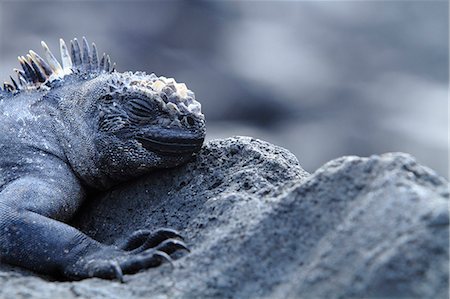 Iguana Fotografie stock - Rights-Managed, Codice: 859-07566256