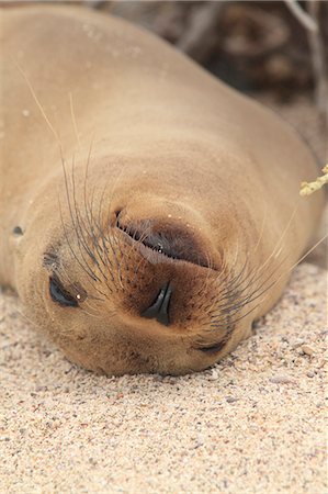 simsearch:859-07310677,k - Sea Lion Foto de stock - Con derechos protegidos, Código: 859-07566257