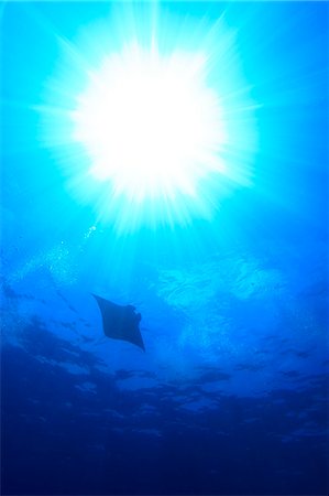 Manta Ray Stock Photo - Rights-Managed, Code: 859-07566250