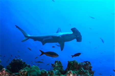 sharks in water - Coral Reef Stock Photo - Rights-Managed, Code: 859-07566252