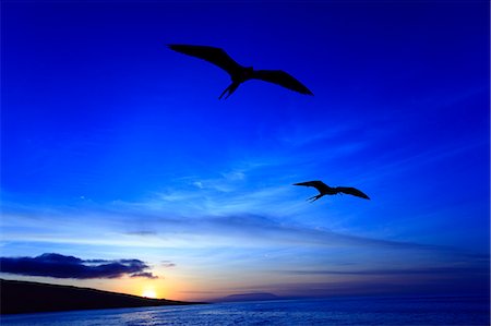 equador island - Birds Flying Stock Photo - Rights-Managed, Code: 859-07566264