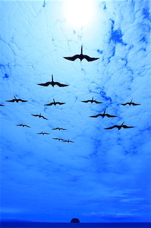 equador island - Birds Flying Stock Photo - Rights-Managed, Code: 859-07566265