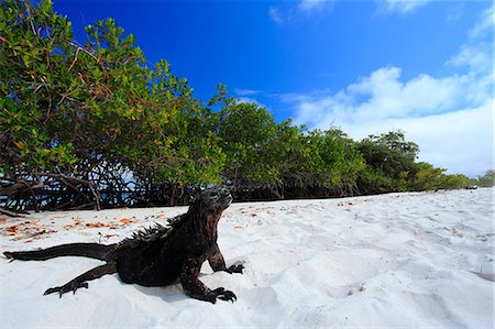 reptile on white - Iguana Stock Photo - Rights-Managed, Code: 859-07566267